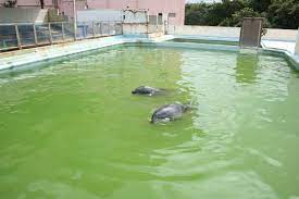 イルカのハニーの物語 - NPO法人 動物解放団体リブ