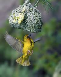 Birds Of South Africa Images Letsgowild Beautiful Birds Wild Birds South African Birds