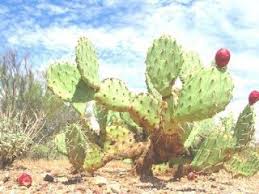 Les Plantes Medicinales Du Sahara Les Bienfaits Du Nopal Plante Medicinale Figuier De Barbarie Plante