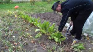 Deswegen brauchen sie dabei kein messer. Mangold Ernten Haltbar Machen Okt2016 Diy Andy S World Youtube