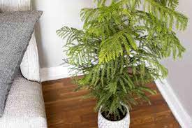 Norfolk island pines are capable of growing both indoors and outdoors. How To Grow And Care For Norfolk Island Pine