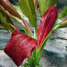 Image result for Nesaea schinzii