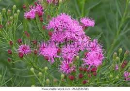 Image result for Vernonia jelfiae