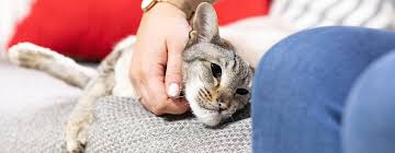The way vets usually euthanize pets is the most humane one: Putting Your Cat To Sleep Purina