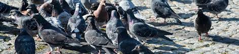 Recent pest control reviews in alliance. Bird Control First Choice Pest Management Extermination In Massillon Canton And Stark County Ohio