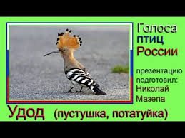 I wrote a song, bitches. Udod Pustushka Potatujka Golosa Ptic Rossii Youtube