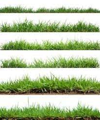 Stock Image Nature In 2021 Grass Photoshop White Background Grass