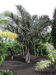 Image result for Raphia farinifera