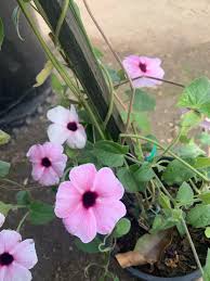 Image result for Thunbergia