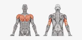 Knowing about the form and function of each muscle and how they interact can help. Arm Ergometer Muscular System Unlabeled Diagram Transparent Png 640x321 Free Download On Nicepng