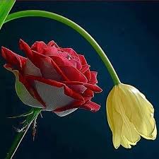 the rose speaks of love silently in a language known only to the heart unknown good morning greeting cards good morning flowers good night image