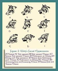 Wolf Behavior Wolf Facts Marley Dog Animal Facts Animal Behavior