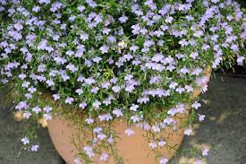 Of course, all plants require sunlight, but some varieties are happiest in indirect light or shade. Annuals For Part To Full Shade Beyond Impatiens And Petunias U Of I Extension