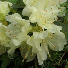 Keiskei Yaku Fairy Dwarf Rhododendron Buy Rhododendron Keiskei Online Millais Nurseries