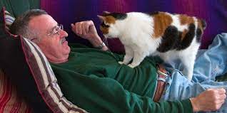 What does it mean when a cat kneads you. Why Do Cats Knead And What Does It Mean Bengal Cats