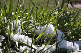 1,113 Snow Flakes Grass Stock Photos