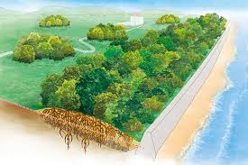 The disaster made sad all over the world. Rethinking Tsunami Defense Stanford News