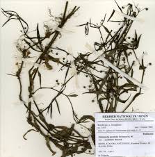 Image result for Oldenlandia lancifolia