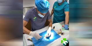 We are open 24 hours, we provide emergency care for your pets. No 1 Veterinary Clinic In Dubai Top Vet Hospital Pets Health