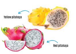 Fruit dragon fruit dragon high definition picture oranges fruits food kiwi fruit grapes strawberries pineapple lemon healthy orange apple plums sweet chinese dragon vitamins sculpture kiwi apples carving relief high definition pictures eat delicious bananas ripe blueberries strawberry creative picture. Ecuador S Yellow Dragon Fruit Season To Peak In Two Weeks