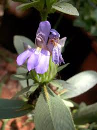 Image result for Hygrophila schulli