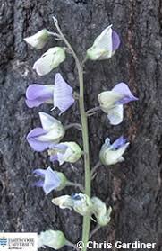 Image result for Crotalaria verrucosa