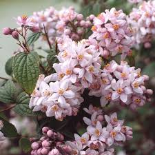 Image result for Deutzia x hybrida ′Mont Rose