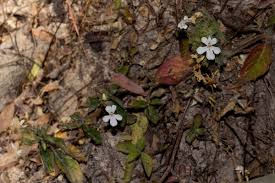 Image result for Phaulopsis