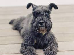 Maybe you would like to learn more about one of these? Miniature Schnauzer Full Profile History And Care