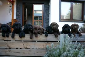 I will walk you through what i have learned from other experienced breeders about the dog mating . If Two Dogs Get Stuck Together What Are The Odds Of The Female Getting Pregnant Quora