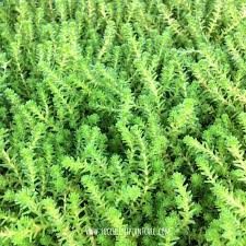 Phlox ground cover ground cover flowers ground cover plants small backyard landscaping found out about 12 brilliant ground cover flowering plants to brighten front yards and walkways. Top 19 Best Succulent Ground Covers Succulent Plant Care