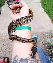 Sweet Pea Normal Ball Python Cute Snake Ball Python Pet Snake