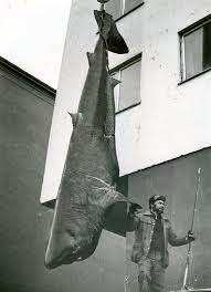 Nameplate api 650 2020 : 17 Biggest Fish Ever Caught Meet The Giants