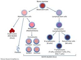 You may lose all of your hair, some of your hair, or maybe none at all and hair loss can also affect your eyebrows, eyelashes and body hair. A New Immunotherapy Drug For Acute Lymphoblastic Leukemia All Blincyto Cancer Education And Research Institute Ceri Cancer Education And Research Institute