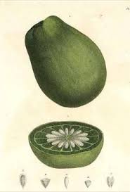 Image result for Myrianthus arboreus