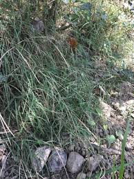 Image result for Enteropogon prieurii