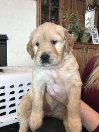 If that changes we will let you know! Litter Of 4 Golden Retriever Puppies For Sale In Charlotte Nc Adn 60735 On Puppyfinder Com Gender Female A Golden Retriever Dogs Golden Retriever Retriever