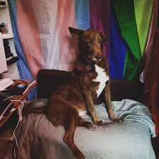 Only the best hd background pictures. How Pawfectly Strange Sometimes Dogs Do The Funniest Things By Robin Kyrie Medium