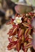 Image result for Crassula morrumbalensis