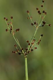 Image result for Fimbristylis