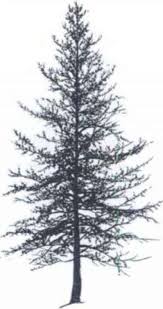 My grandmother told us in no uncertain terms that if we planted a. Tree Silhouettes Small Tree Tree Sketches Tree Silhouette Cedar Trees