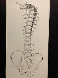 Ink Pen Sketch Combines The Human Pelvis Spine With A Centipede Used Stiple On The Bone Parts And Hatching On The Centipede Ilustraciones