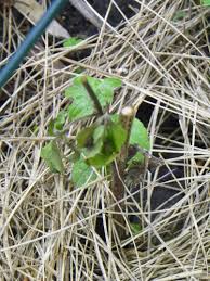 We did not find results for: Clemactic Joys And Sorrows I Need A Clematis Growing Support Group Garden Drama