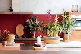 Choix des especes de plantes en pots cobees en pot. 23 Plantes D Interieur Qui Se Plaisent Dans Un Interieur A L Ombre Cdeco Fr Quelles Plantes D Interieur Choisir Pour Une Piece Sombre