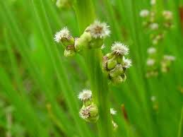 Image result for Juncaginaceae