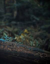 Browse our background images, graphics, and designs from +79.322 free vectors graphics. Best Nature Dark Blur Background Free Stock Photo Download