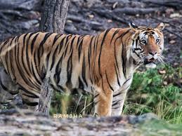 photo of a successful bengal tiger hunt ...