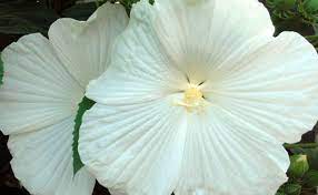 Mar 13, 2021 · fertilize the plant every month during the growing season. 6 Types Of Hibiscus Flowers Which Are Beauty Of Fame Floweraura