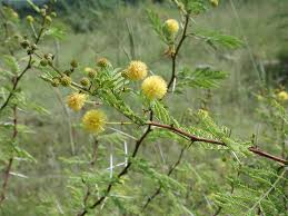 Image result for Acacia seyal