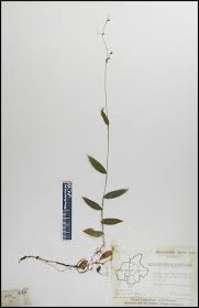 Image result for Pseudechinolaena polystachya